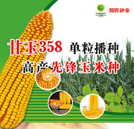 甘玉358——单粒播种，高产先锋玉米种